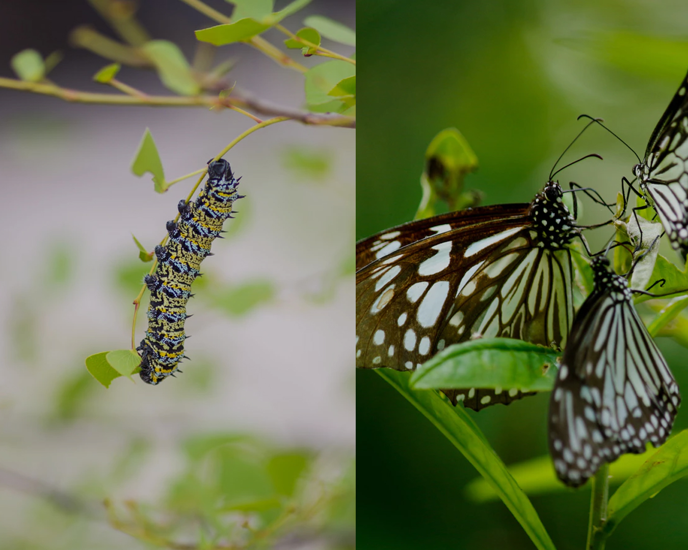 business transformation